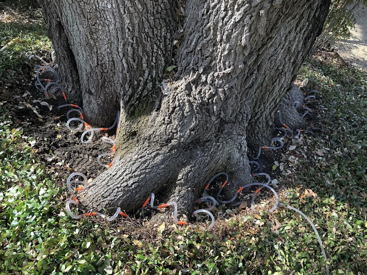 Detailed Tree Cabling and Bracing job site in Vowinckel