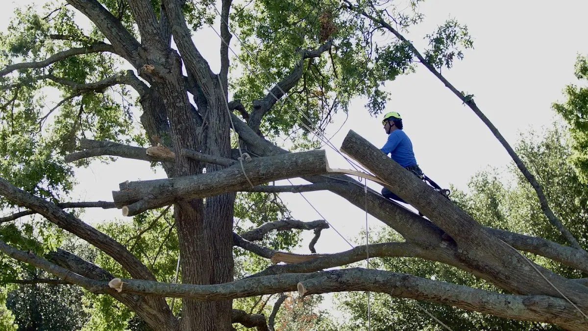 Professional Crown Thinning performed by certified arborists in Vowinckel
