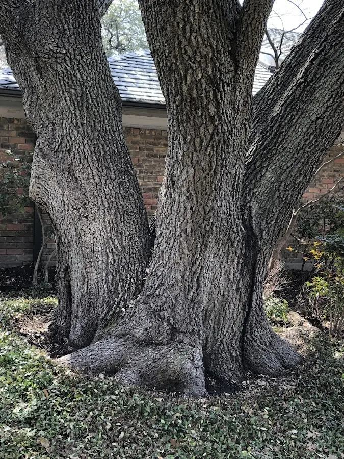 Mature heritage tree close to a Vowinckel property cared for by certified arborists